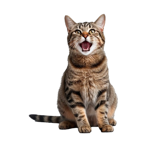 gatito lindo